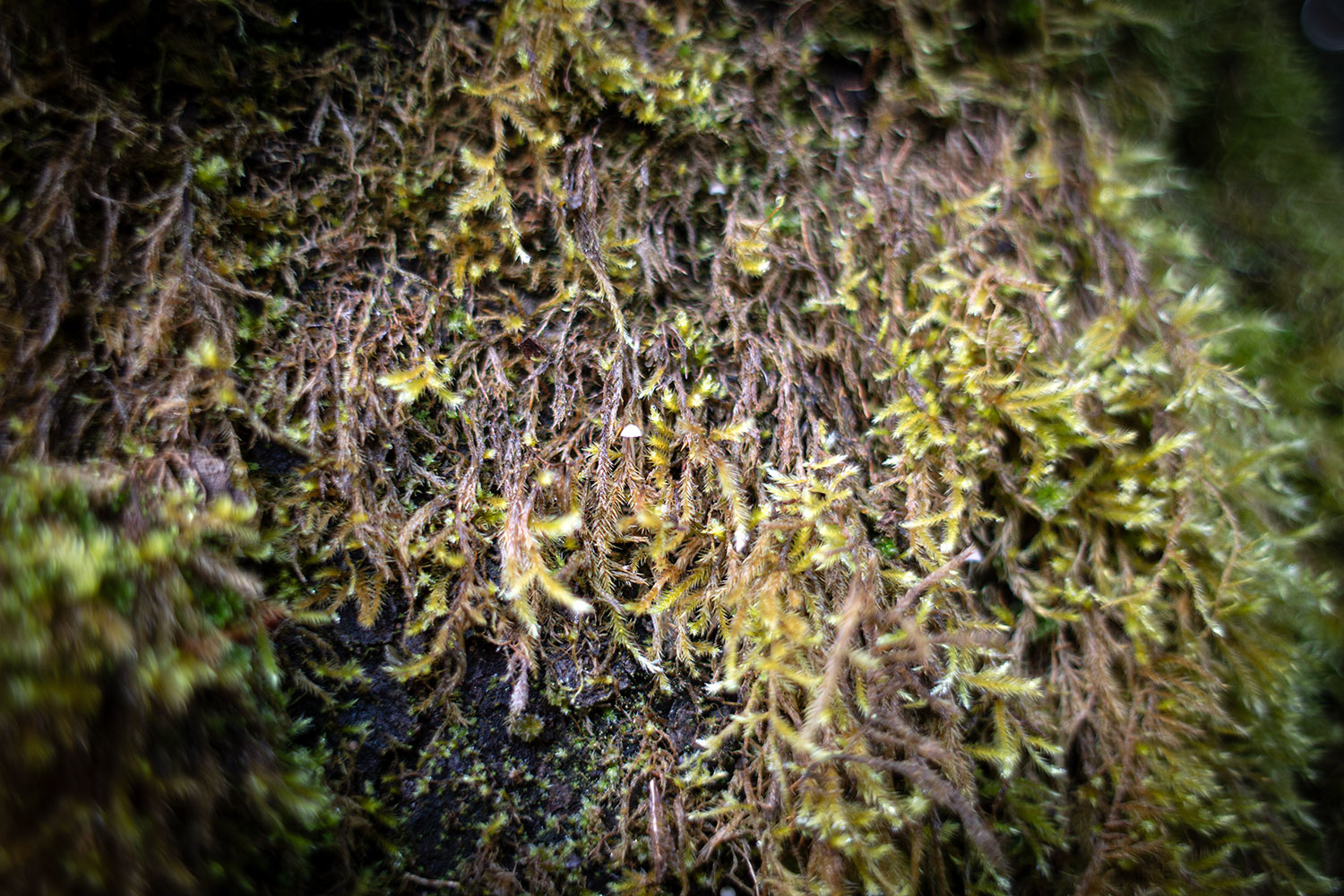 Moss on a tree, rather a gloomy looking