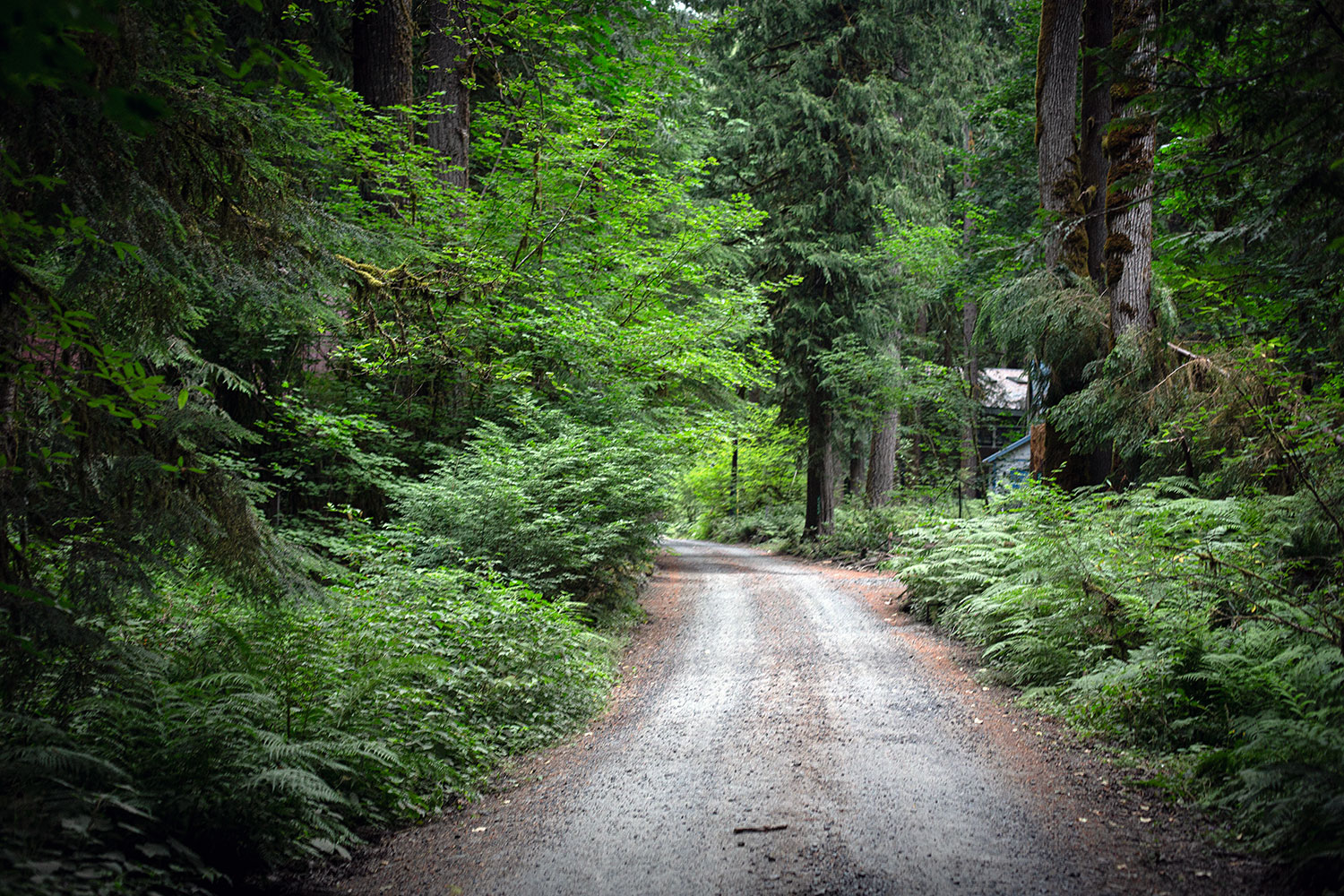 A road on the other side of the highway, into the woods toward the river