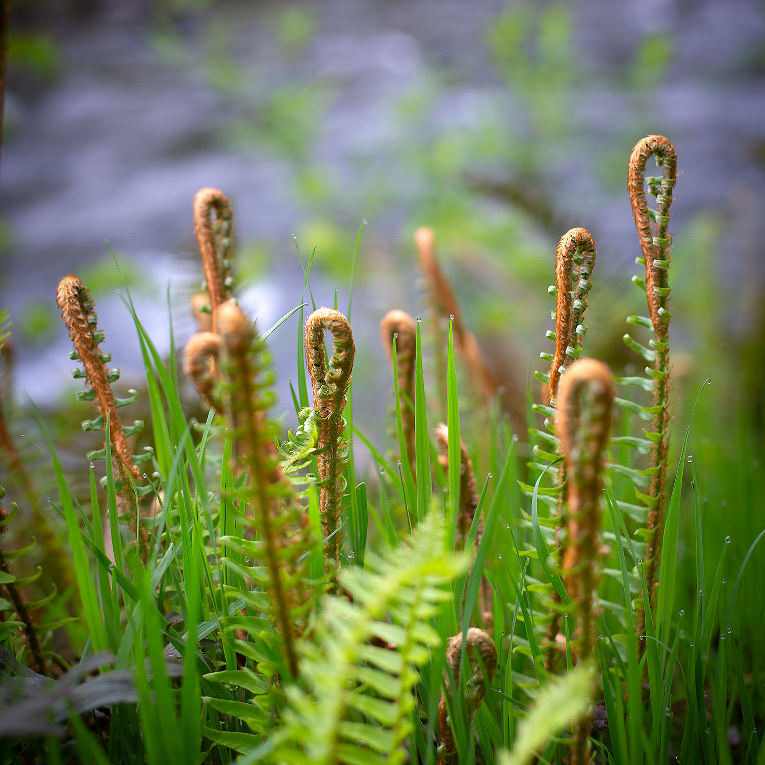 Young ferns alongside a river