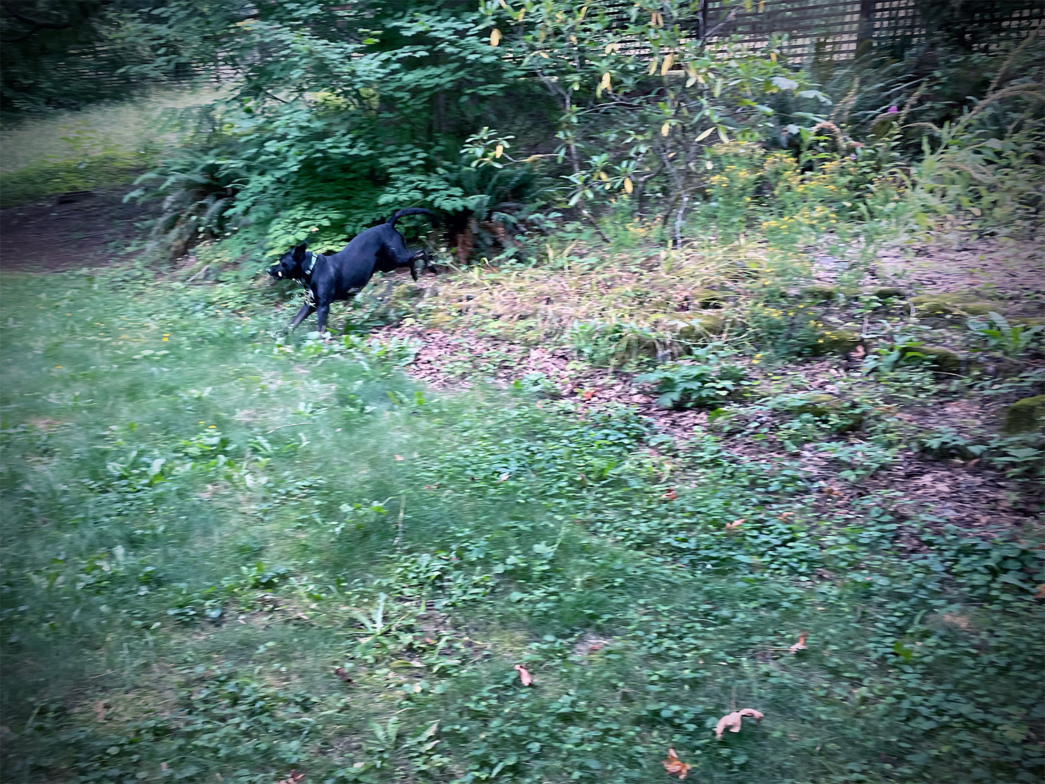 A dog running in a green world