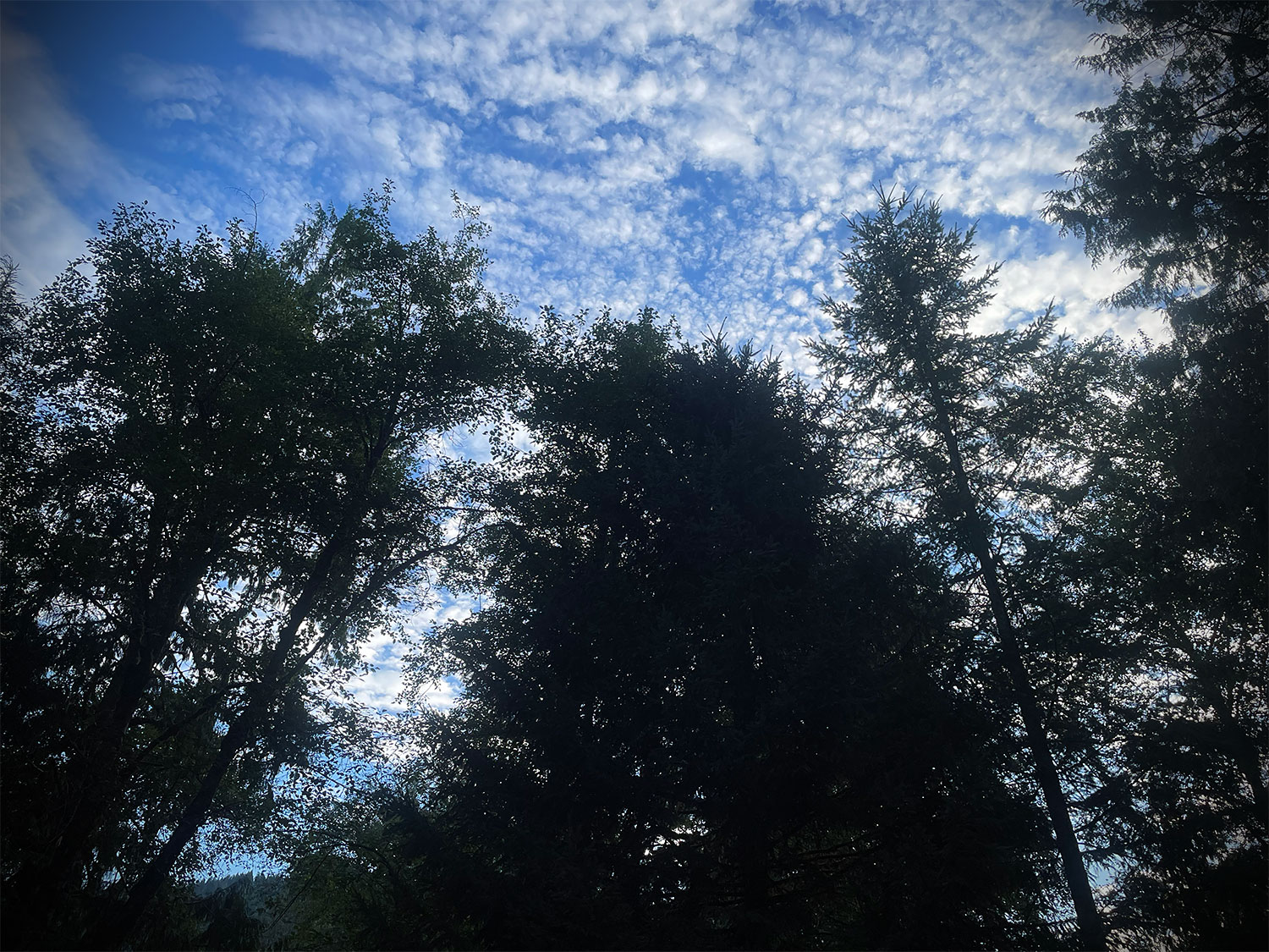 Silhouettes of trees, blue sky, silver clouds