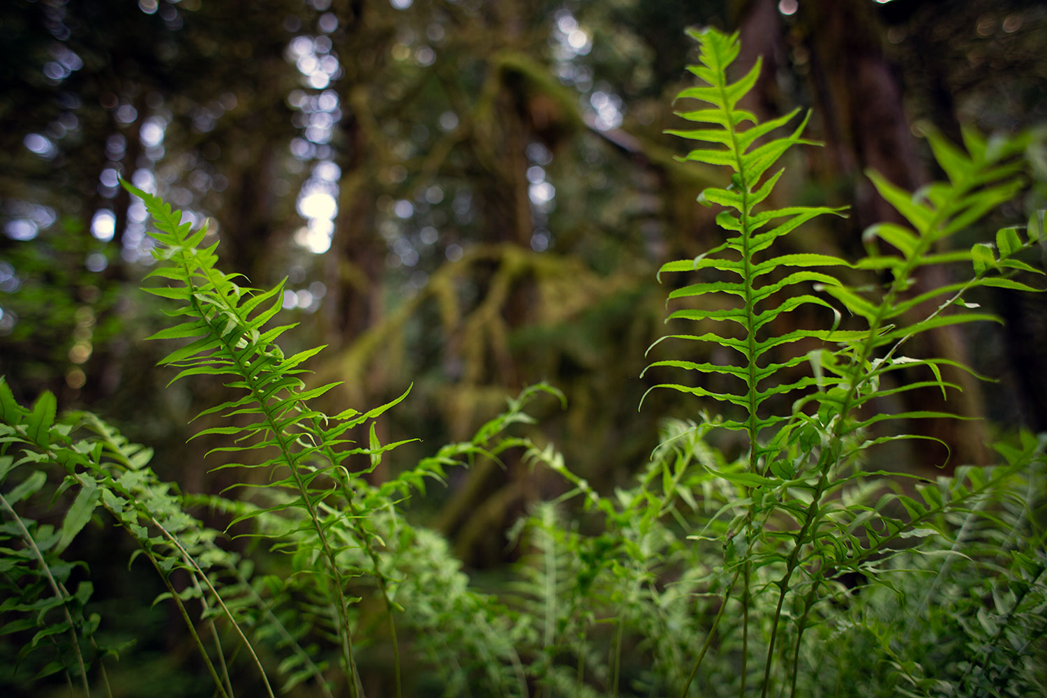 Jubilant ferns