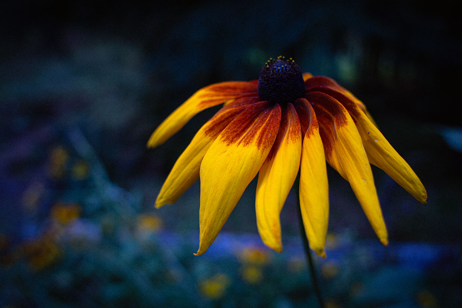 A very saturated image of a yellow wild flower with yellow streaks against a very blue shadowy background