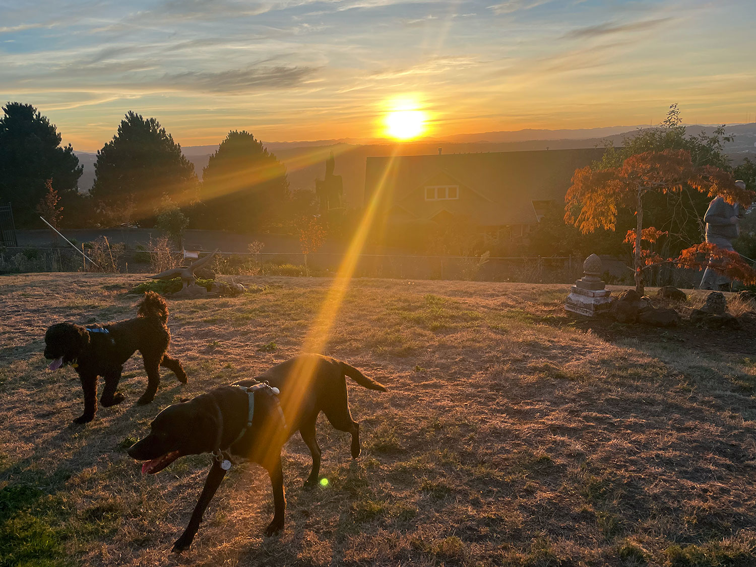 Two dogs head towards the person holding chopped liver, with a dramatic sunset.