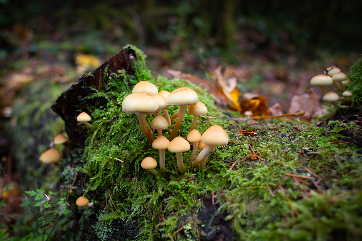 Mushrooms growing on a log