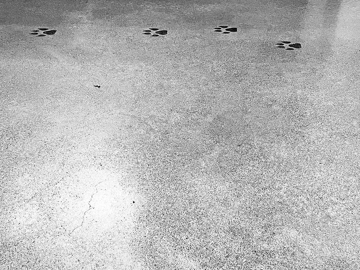 A black and white photograph of the concrete floor at Dove Lewis animal hospital, featuring paw prints in black marching along the top of the image