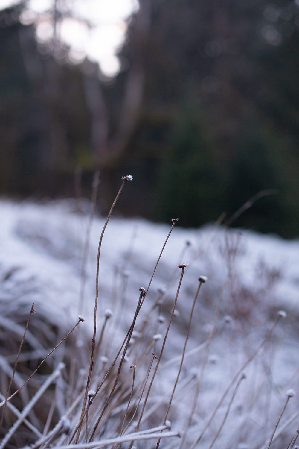 Isolated stems of last year’s meadow silhouetted against an evening sky